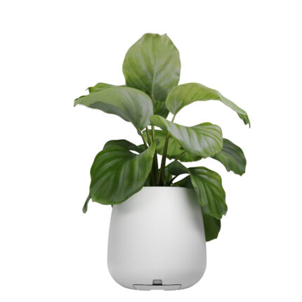 MACETA MATI N45 CON PLATO BLANCO